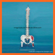 Scientific Hand Painted Muscles Human Spine Model with Femur Heads
